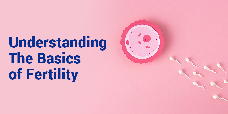 Understanding The Basics of Fertility